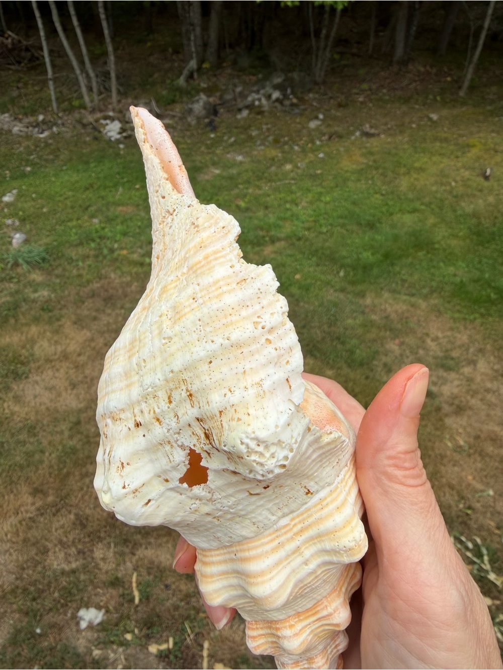 5 Large SeaShells | 🐚 Read Description - Picture 3 of 13